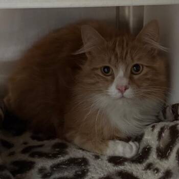 Copper -  Domestic Medium Hair Cat for Adoption in Cedaredge, Colorado - Copper | PetCurious