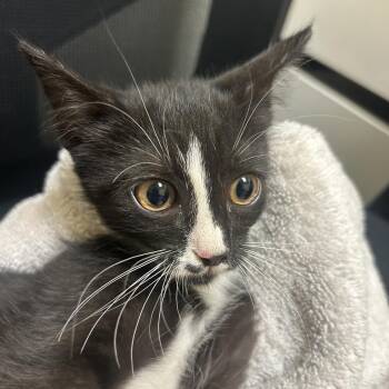 Bobby -  Domestic Short Hair Cat for Adoption in Charlottesville, Virginia - Bobby | PetCurious