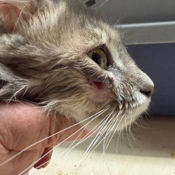 Daphne -  Domestic Medium Hair Cat for Adoption in Squamish, British Columbia - Daphne | PetCurious