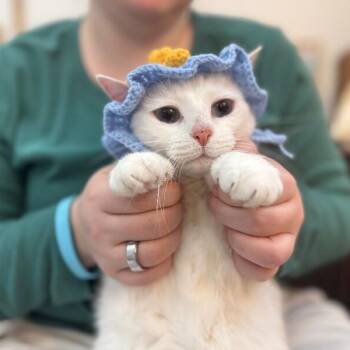 Siamese and Domestic Short Hair Cats Available for Adoption - Bell Baby Boo | PetCurious