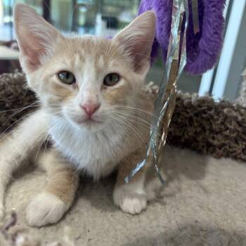 Domestic Short Hair Cats Available for Adoption in Leander, Texas - Artemis | PetCurious