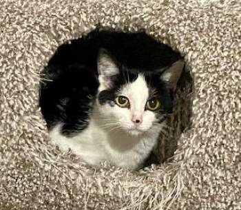 American Shorthair Cats Available for Adoption - Little Mama | PetCurious