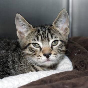 Jane -  Domestic Short Hair Cat for Adoption in West Palm Beach, Florida - Jane | PetCurious
