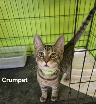 Domestic Short Hair Cats Available for Adoption in Evansville, Indiana - Crumpet | PetCurious