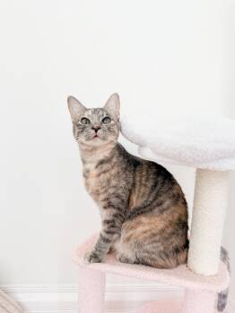 Domestic Short Hair Cats Available for Adoption in New Orleans, Louisiana - Candy | PetCurious