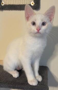 Flame *Brenneman -  Domestic Short Hair Cat for Adoption in Millcreek, Utah - Flame *Brenneman | PetCurious