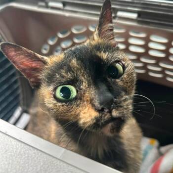 Kiki -  Domestic Short Hair Cat for Adoption in Sarasota, Florida - Kiki | PetCurious