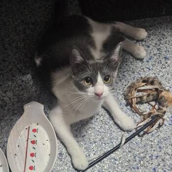 Naomi -  Domestic Short Hair Cat Available for Adoption in Jupiter, Florida - Naomi | PetCurious