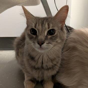 Mittens -  Domestic Medium Hair Cat for Adoption in Kennebunk, Maine - Mittens | PetCurious