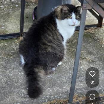 Poopsy -  Norwegian Forest Cat Cat for Adoption in Maryville, Tennessee - Poopsy | PetCurious