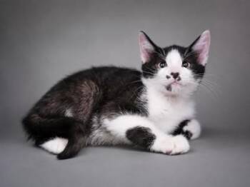 Watson -  Domestic Short Hair Cat for Adoption in Bowling Green, Kentucky - Watson | PetCurious