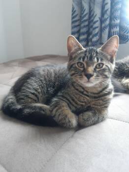 Tarte -  Domestic Short Hair Cat for Adoption in Montreal, Quebec - Tarte | PetCurious