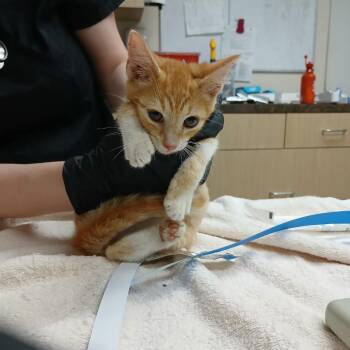 Bandido -  Domestic Short Hair Cat for Adoption in Lakeland, Florida - Bandido | PetCurious
