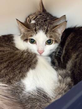 Rescue Domestic Short Hair Cats for Adoption in Johnson City, Tennessee - Darrell (Dos Rios) | PetCurious