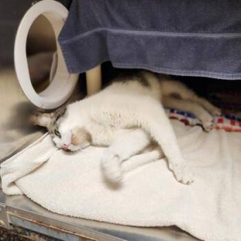 Gabby -  Domestic Short Hair Cat for Adoption in Westland, Michigan - Gabby | PetCurious
