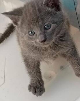 Domestic Short Hair Cats Available for Adoption in Urbandale, Iowa - Louden | PetCurious