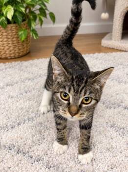 Eliza -  Domestic Short Hair Cat for Adoption in Paducah, Kentucky - Eliza | PetCurious