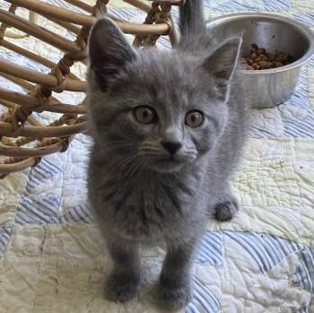 Astrid ADORABLE FLUFF BALL -  Chartreux and Tabby Cat Available for Adoption in Bethel, Connecticut - Astrid ADORABLE FLUFF BALL | PetCurious
