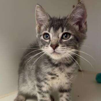 Orion -  Domestic Short Hair Cat for Adoption in Saint Joseph, Missouri - Orion | PetCurious