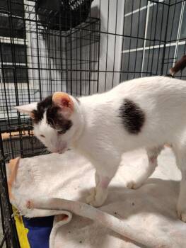 Grayson -  Domestic Short Hair Cat for Adoption in North Richland Hills, Texas - Grayson | PetCurious