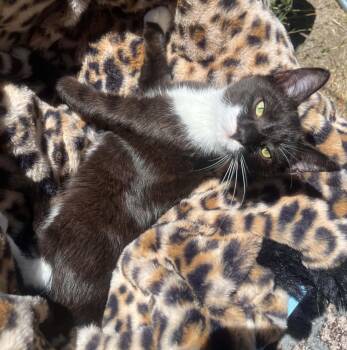 Batman -  Domestic Short Hair Cat for Adoption in Susanville, California - Batman | PetCurious