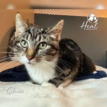 Chai -  Domestic Short Hair Cat for Adoption in Youngwood, Pennsylvania - Chai | PetCurious