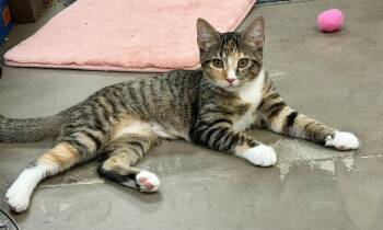 Mallory Keaton (kitten) go with a friend -  Domestic Short Hair Cat for Adoption in Cary, North Carolina - Mallory Keaton (kitten) Go With A Friend | PetCurious