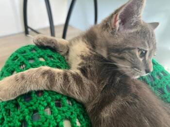 Rescue Domestic Short Hair Cats for Adoption in Eagle Point, Oregon - Percy A Purr-love Kitten | PetCurious