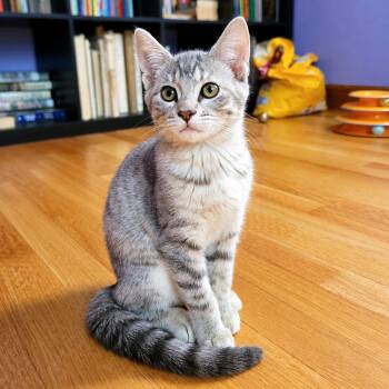 Matilda -  Domestic Short Hair Cat for Adoption in Hopkinton, Massachusetts - Matilda | PetCurious