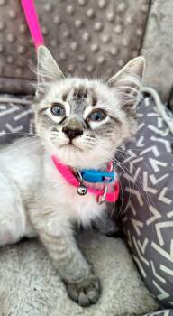 Juliska BR14487-T LOCAL Adoption Event in Burlington 8/22 -  Siamese and Domestic Medium Hair Cat for Adoption in Missouri City, Texas - Juliska BR14487-T LOCAL Adoption Event In Burlington 8/22 | PetCurious