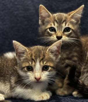 Luke & Leia -  Domestic Medium Hair Cat for Adoption in Liverpool, Texas - Luke & Leia | PetCurious