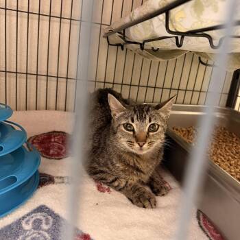 Maple -  Domestic Short Hair Cat for Adoption in Columbus, North Carolina - Maple | PetCurious