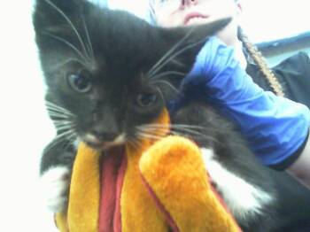 BARON -  Domestic Short Hair Cat for Adoption in Charlotte, North Carolina - BARON | PetCurious