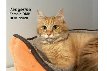 Tangerine -  Domestic Medium Hair Cat for Adoption in Lincoln, Nebraska - Tangerine | PetCurious