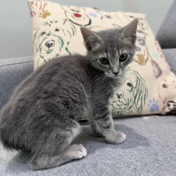 Domestic Medium Hair Cats Available for Adoption - Harmonica | PetCurious