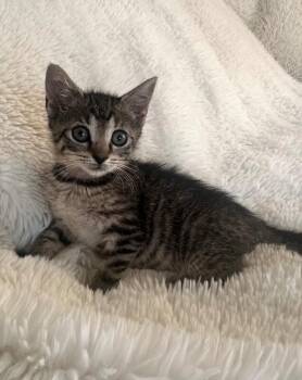 Lavender -  Domestic Short Hair Cat for Adoption in North Babylon, New York - Lavender | PetCurious