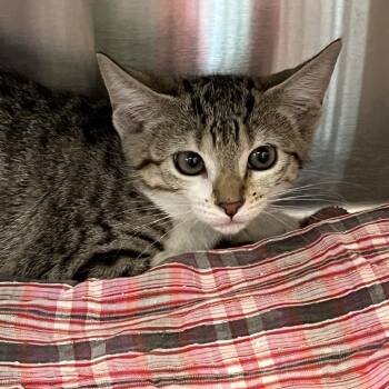 MITTENS -  Domestic Short Hair Cat for Adoption in Kyle, Texas - MITTENS | PetCurious