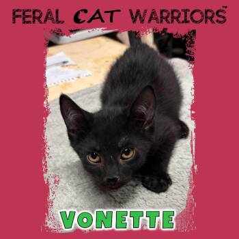 Vonette -  Domestic Short Hair Cat for Adoption in Kingman, Arizona - Vonette | PetCurious
