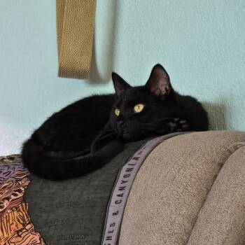 Rescue Domestic Short Hair Cats for Adoption in Eugene, Oregon - Cookie Cat | PetCurious