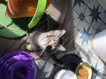 Rescue Domestic Short Hair Cats for Adoption in Buffalo, New York - Wren | PetCurious