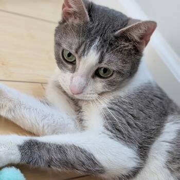 Lady Gaga -  Domestic Short Hair Cat for Adoption in Evanston, Illinois - Lady Gaga | PetCurious