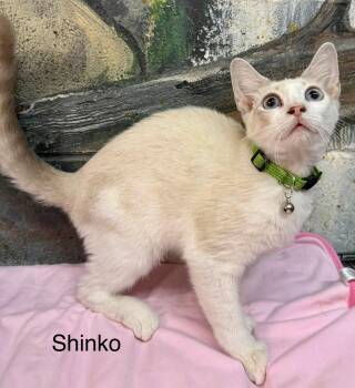 Shinko kitten -  Siamese Cat for Adoption in Jackson, Georgia - Shinko Kitten | PetCurious