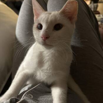 Rescue Domestic Short Hair and Siamese Cats for Adoption in Burlington, Washington - Aurelius (Aurie) - AB | PetCurious