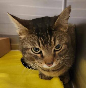 Domestic Short Hair Cats Available for Adoption in Pocatello, Idaho - Hope | PetCurious