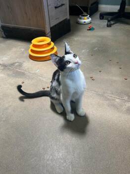 Domestic Short Hair Cats Available for Adoption in Los Angeles, California - Lannister | PetCurious