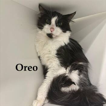Domestic Short Hair Cats Available for Adoption - Oreo | PetCurious