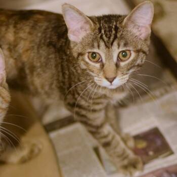 Chicken Salad Chick -  Domestic Short Hair Cat for Adoption in Belleville, Illinois - Chicken Salad Chick | PetCurious