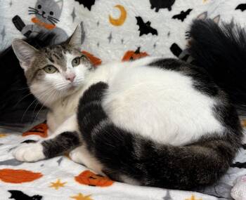 261421  Mama Girl -  Domestic Short Hair Cat for Adoption in Wetumpka, Alabama - 261421  Mama Girl | PetCurious