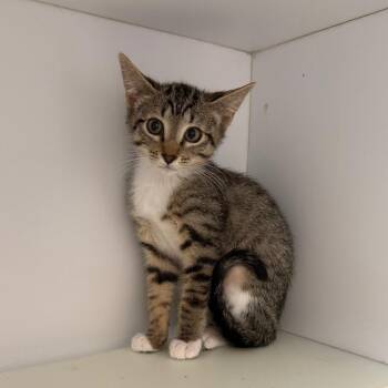 Mozza -  Domestic Short Hair Cat for Adoption in Salt Lake City, Utah - Mozza | PetCurious