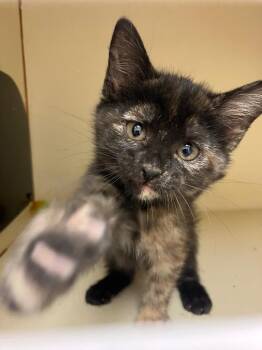 Copperhead -  Domestic Short Hair Cat for Adoption in Christiansburg, Virginia - Copperhead | PetCurious